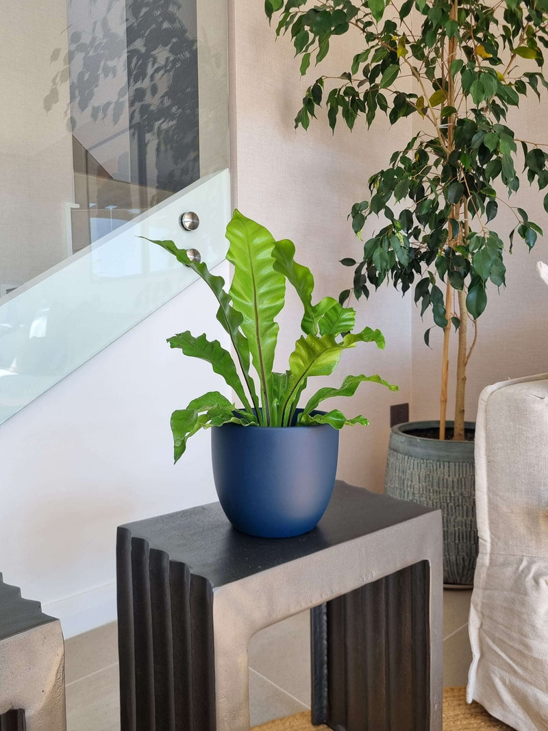 Helecho Nido de Pájaro + Macetero Bowl - Elige tu color