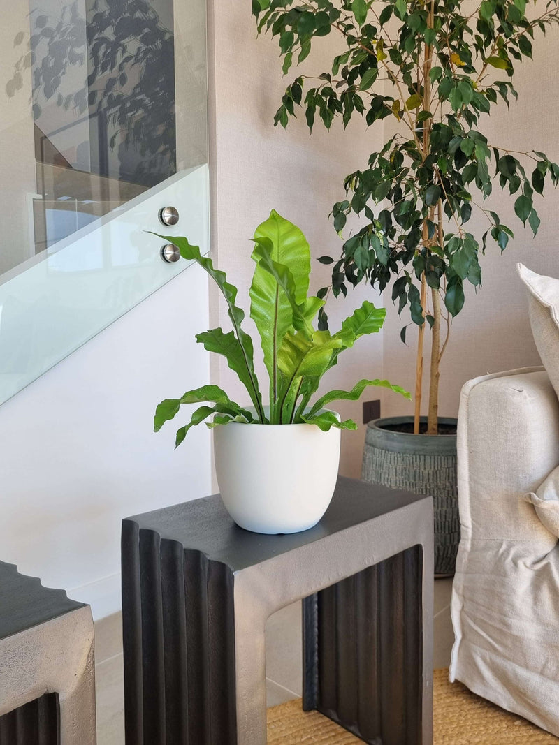 Helecho Nido de Pájaro