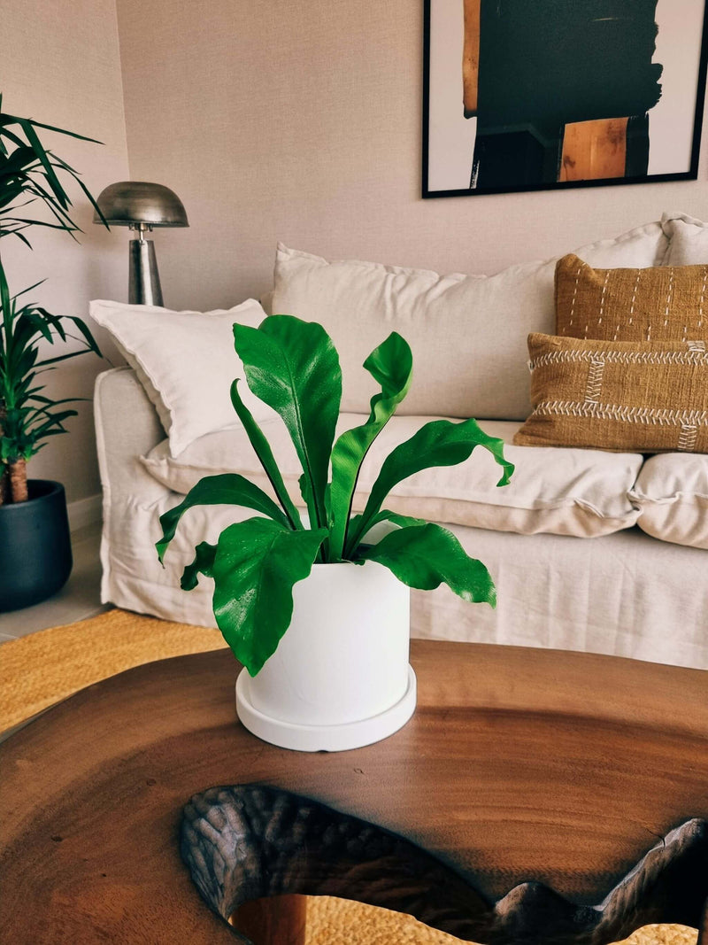 Helecho Nido de Pájaro + Macetero Nórdico - Elige tu color