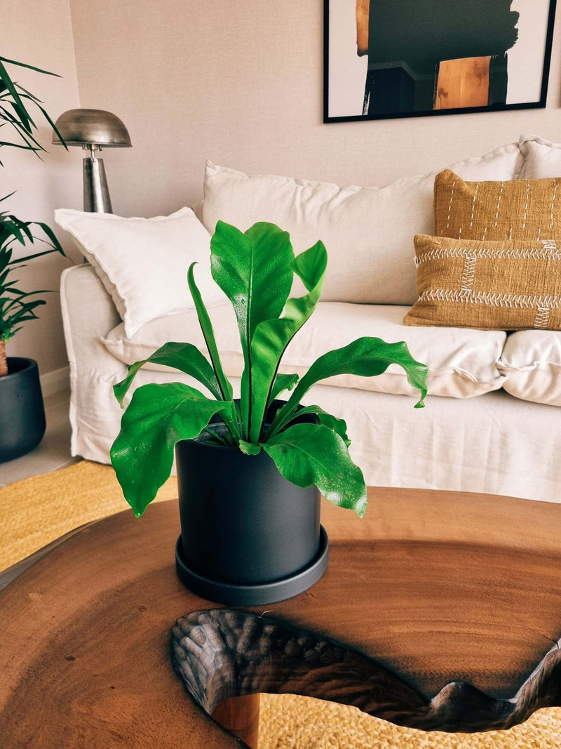 Helecho Nido de Pájaro + Macetero Nórdico - Elige tu color