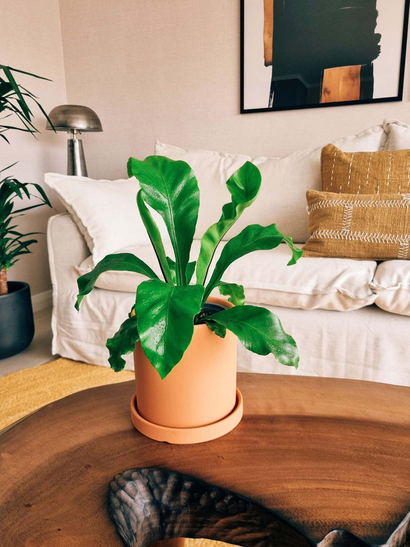 Helecho Nido de Pájaro + Macetero Nórdico - Elige tu color