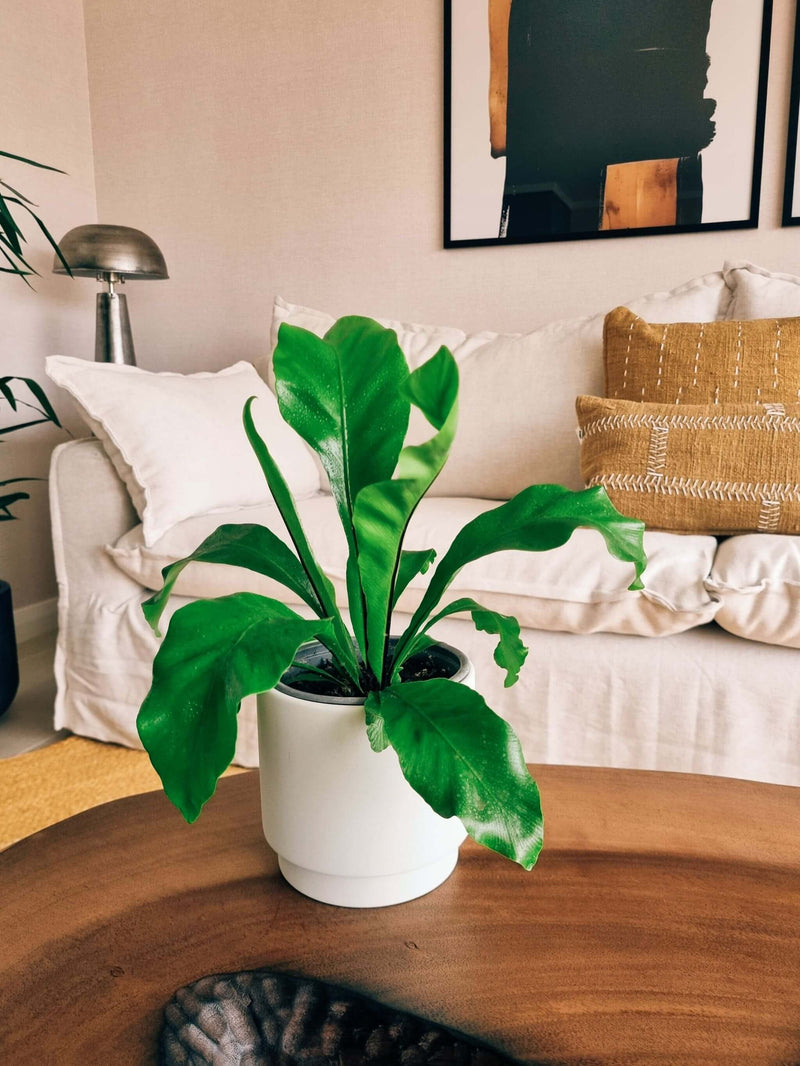 Helecho Nido de Pájaro + Macetero Pipa - Elige tu color