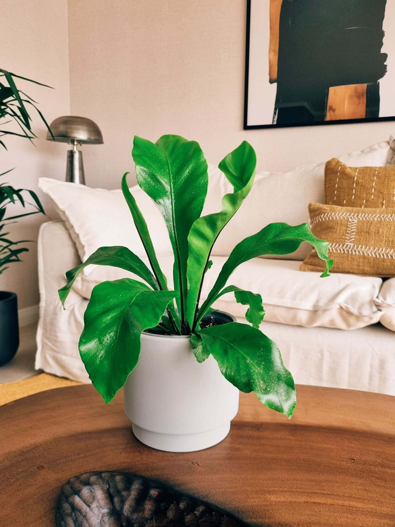 Helecho Nido de Pájaro + Macetero Pipa - Elige tu color