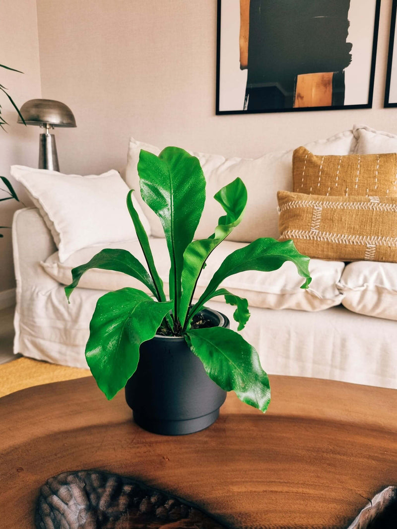 Helecho Nido de Pájaro + Macetero Pipa - Elige tu color