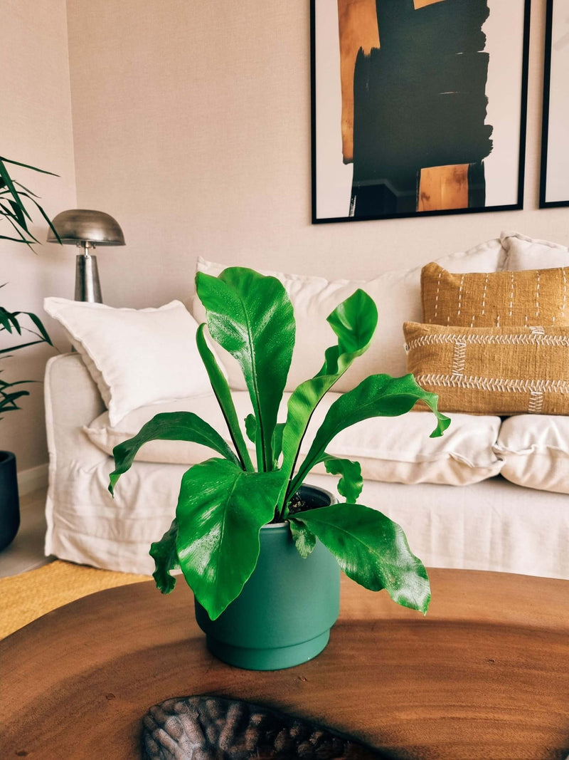 Helecho Nido de Pájaro + Macetero Pipa - Elige tu color