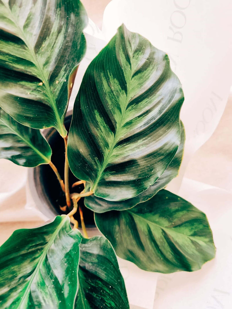 Hojas Calathea Lietzei