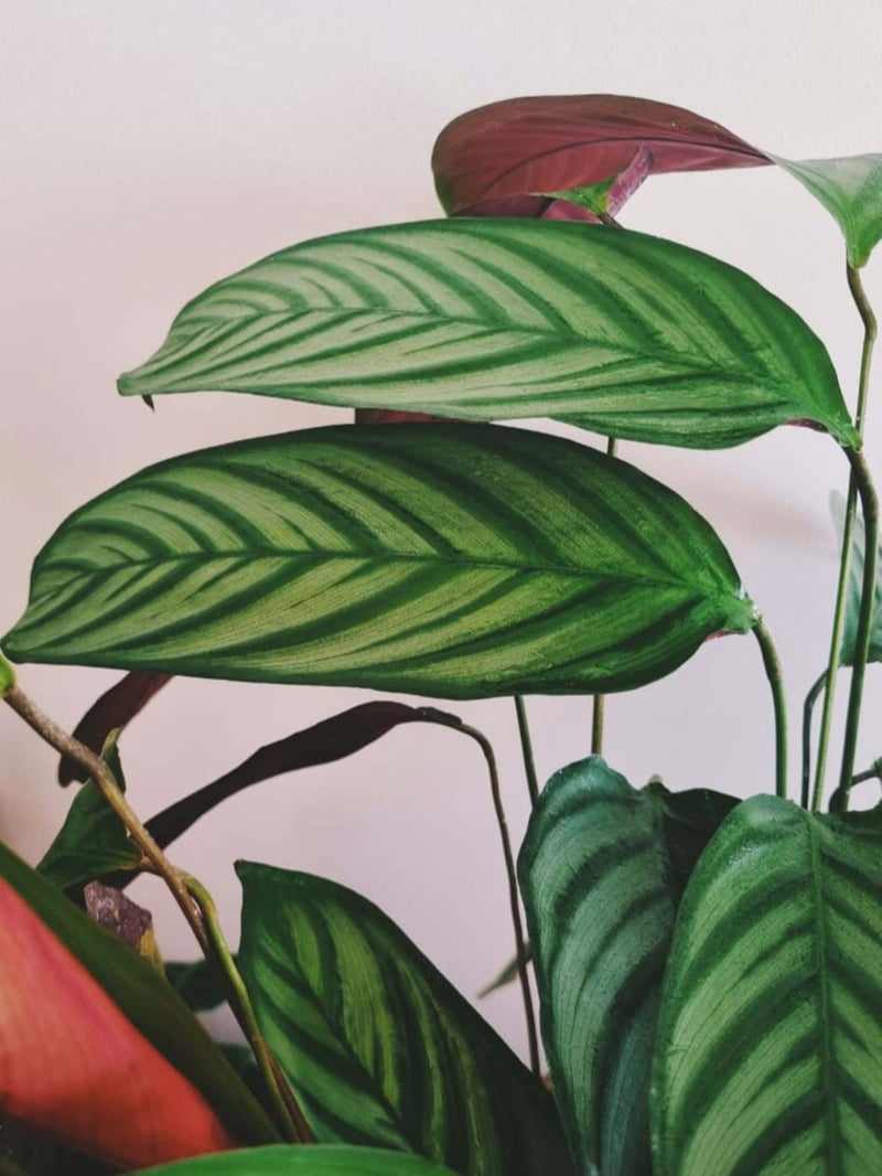 Hojas Calathea Setosa