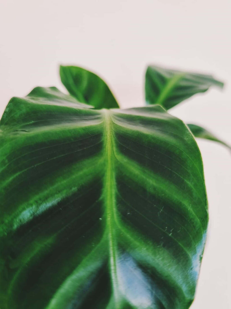 Hojas Calathea Zebrina