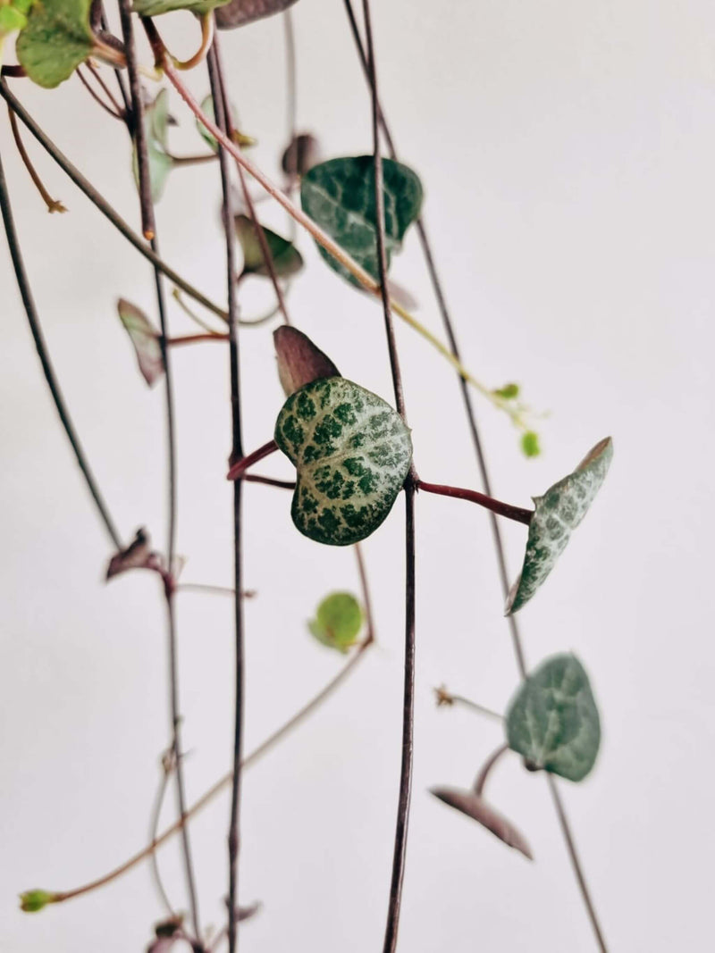 Hojas Ceropeggia Woodii