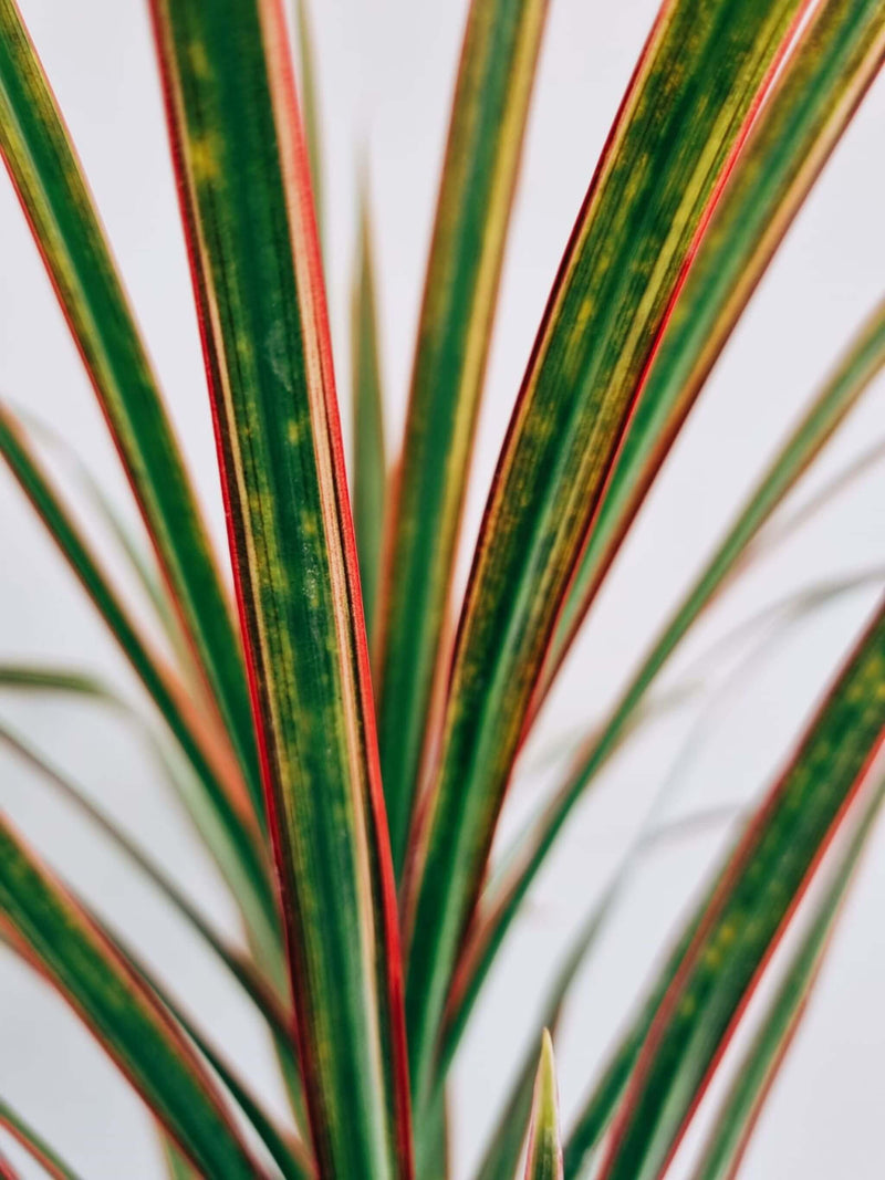 Hojas Dracena Colorama