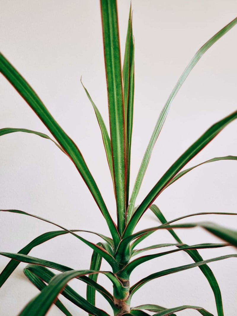 Hojas Dracena Marginata