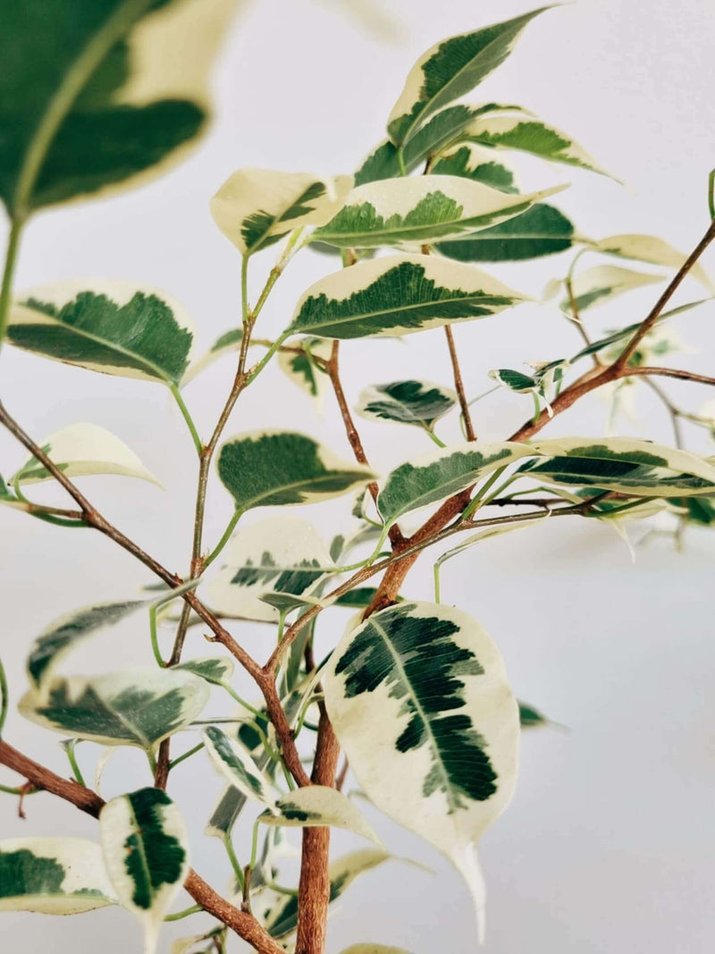 Ficus Benjamina Blanco