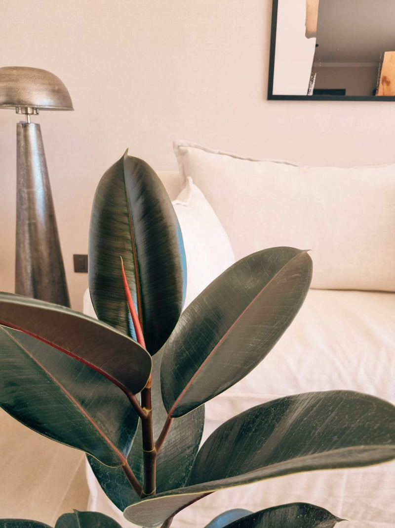 Ficus Burgundy XL + Macetero Torre - Elige tu color