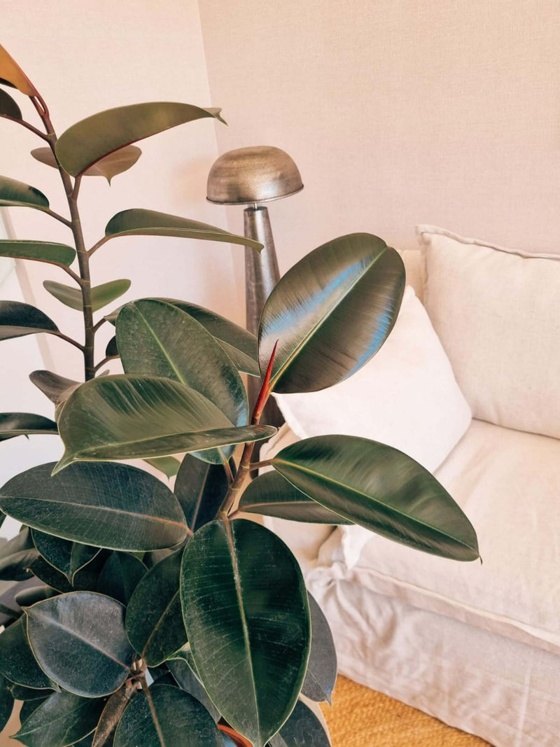 Ficus Burgundy XXL + Macetero Bruma - Elige tu color