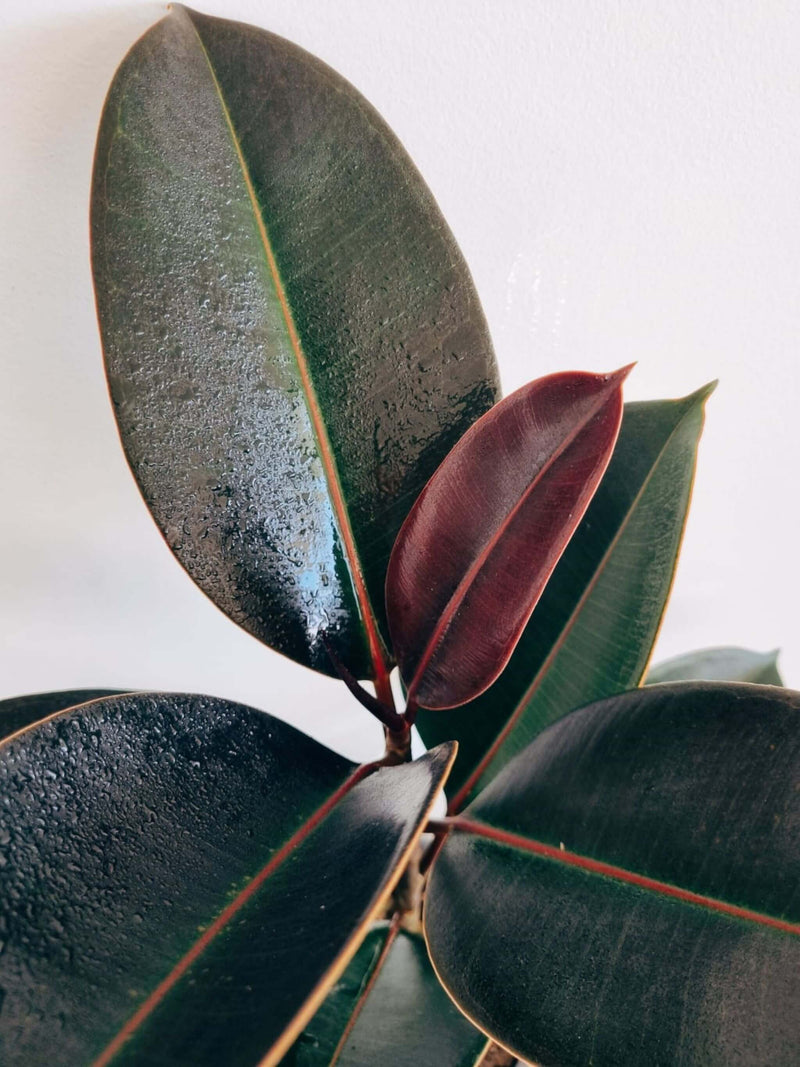 Hojas Ficus Burgundy