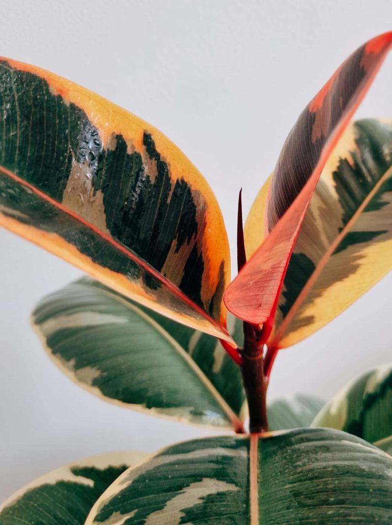 Hojas Ficus Pink Tineke