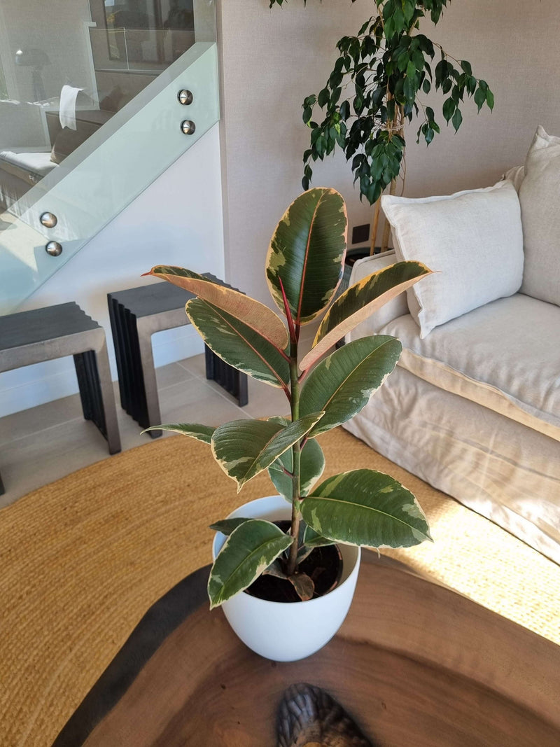 Ficus Pink Tineke + Macetero Cuenco - Elige tu color
