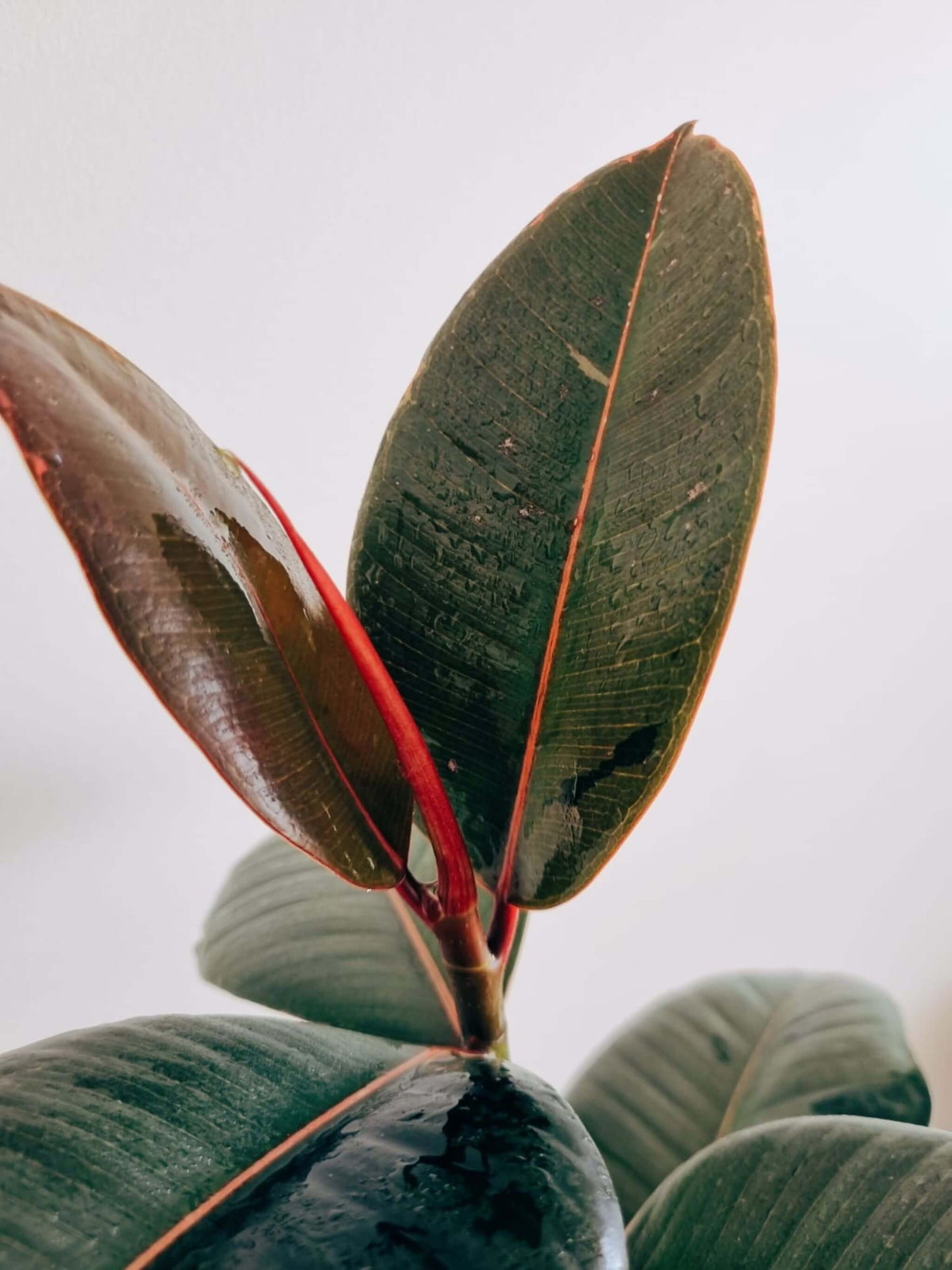 Hojas Ficus Ruby