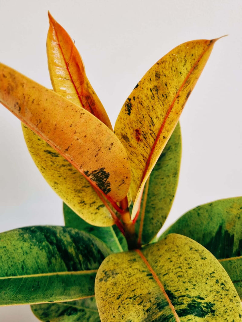 Hojas Ficus Shivereana