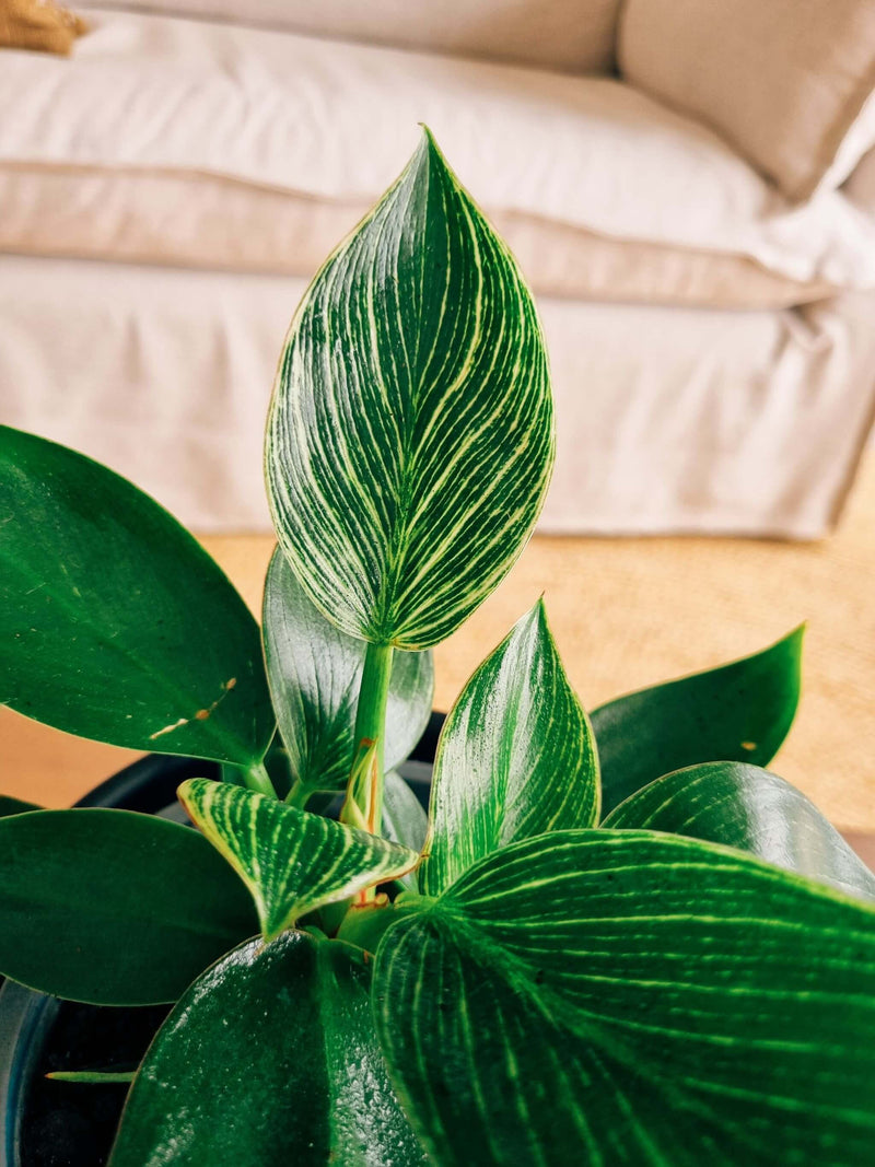 Filodendro Birkin + Macetero Pipa - Elige tu color