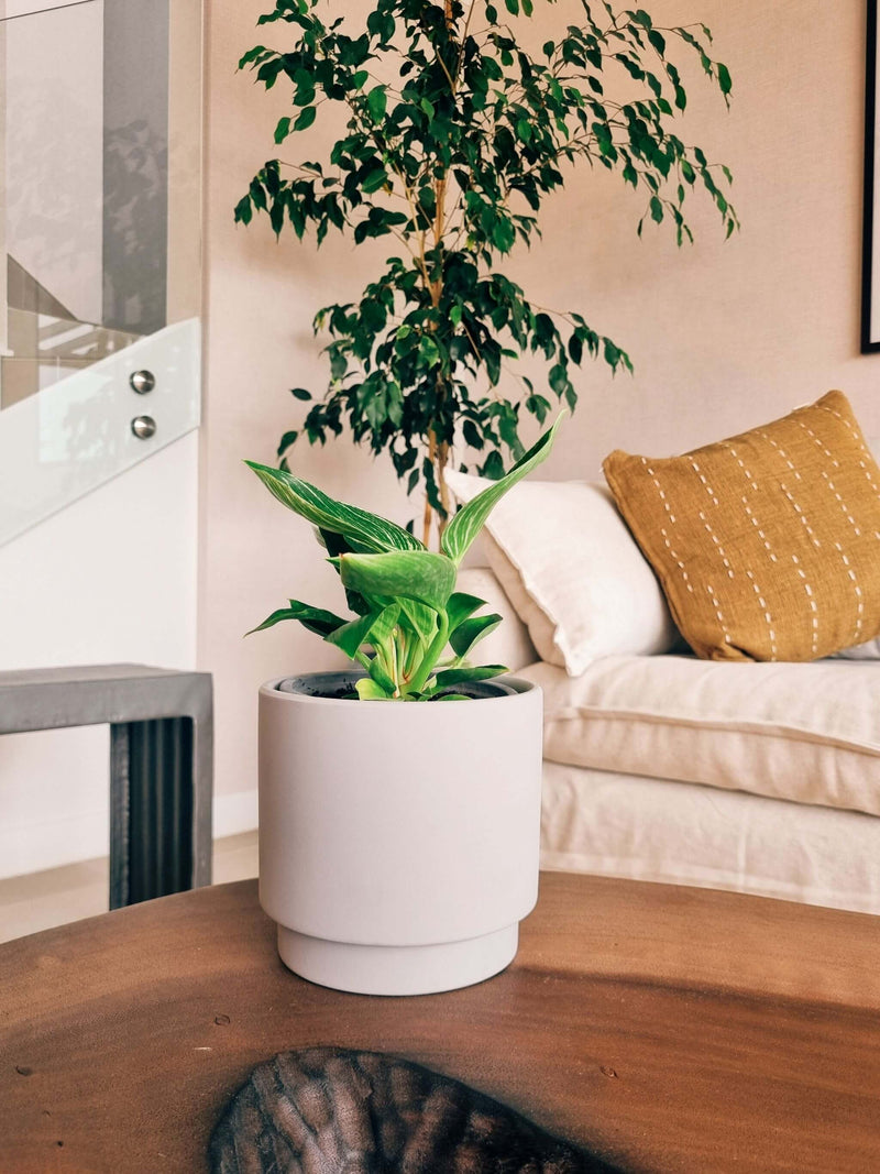 Filodendro Birkin + Macetero Pipa - Elige tu color