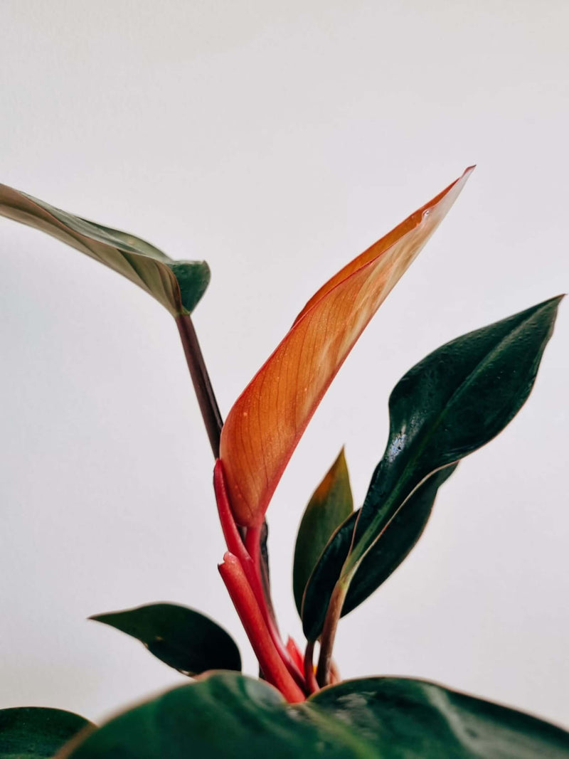 Hojas Filodendro Congo Rojo