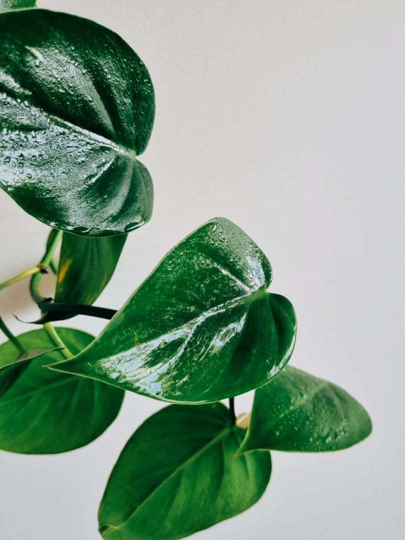 Hojas Filodendro Cordatum