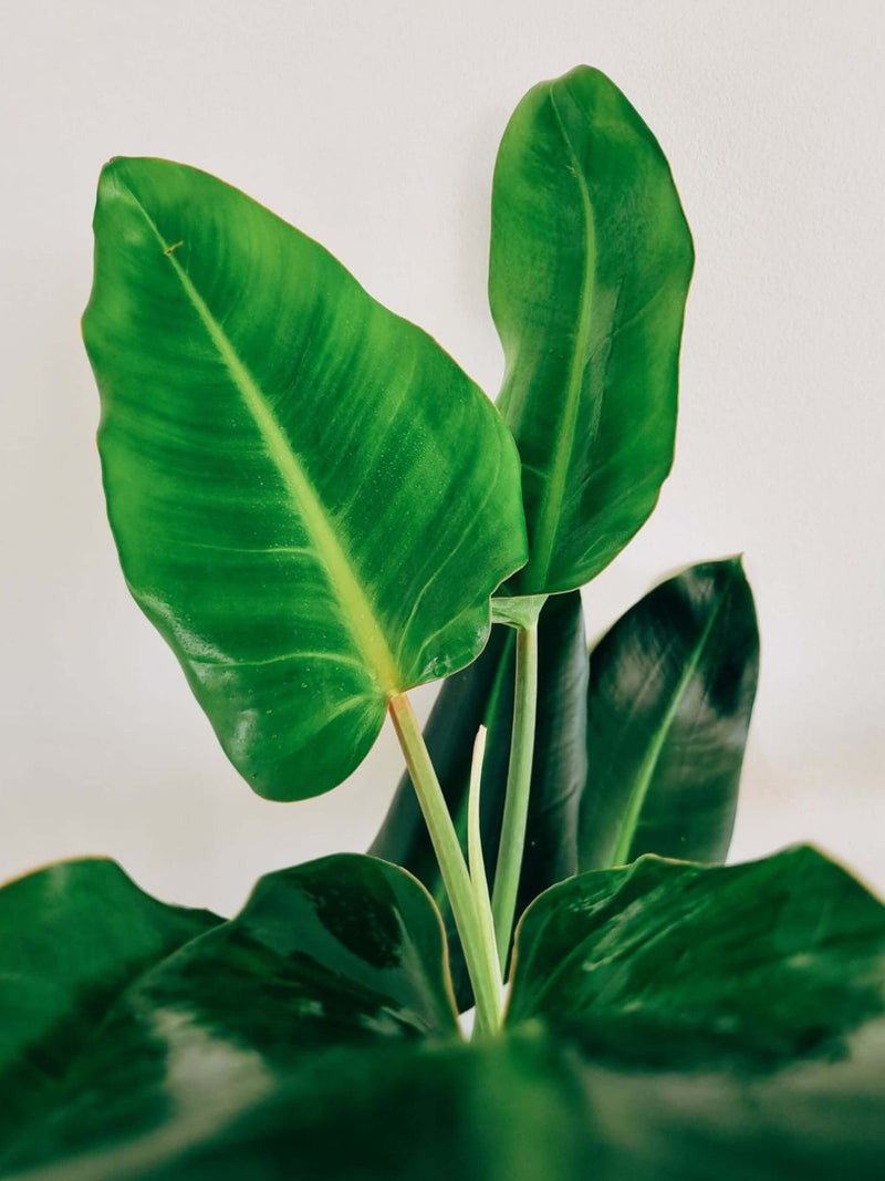 Hojas Filodendro Longifolio