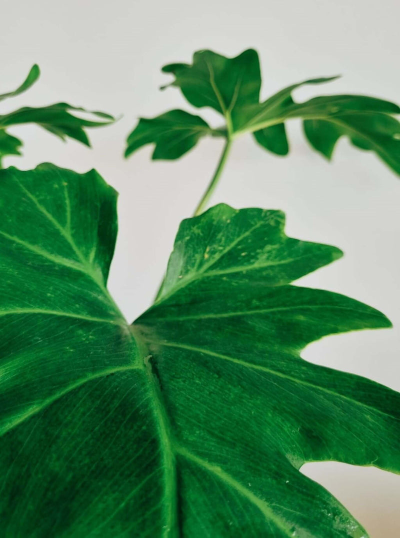 Hojas Filodendro Paraguayo