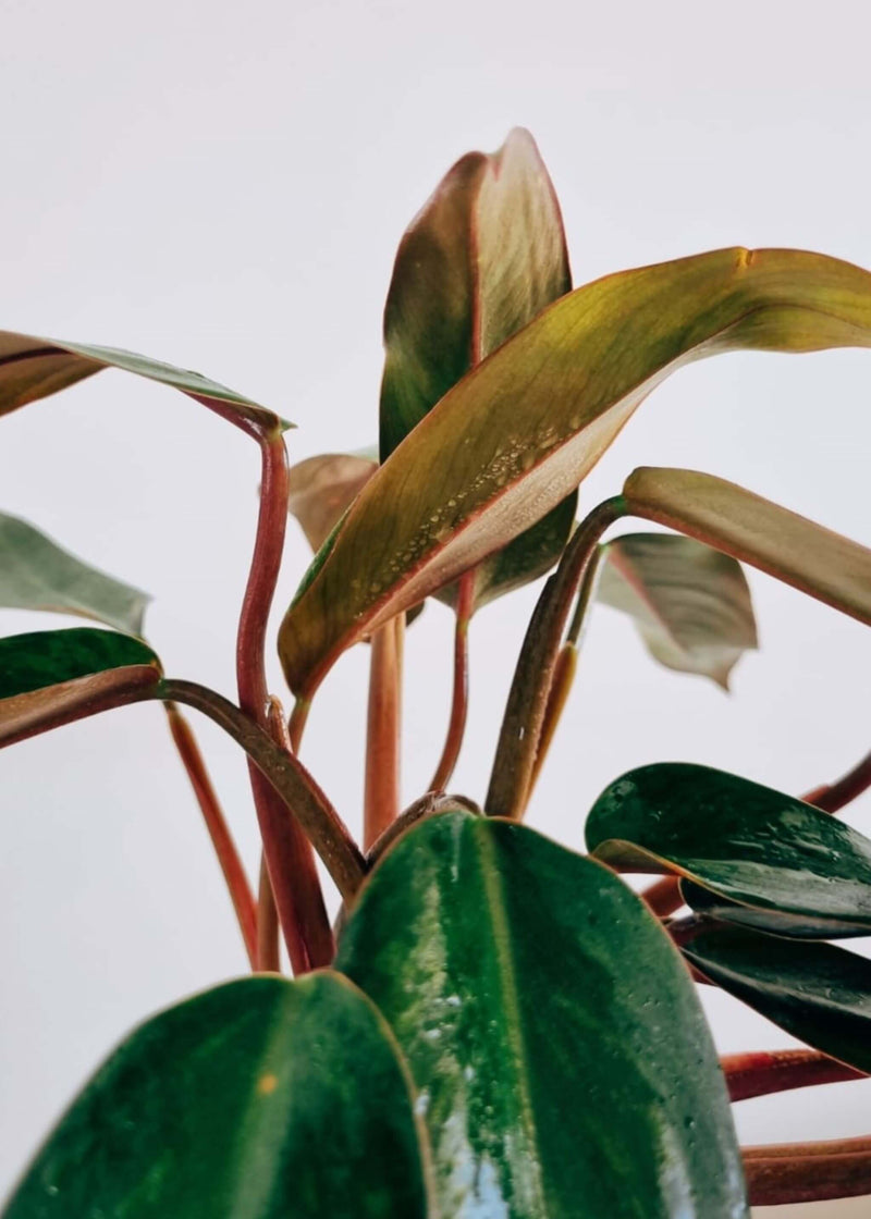 Hojas Filodendro Red Emerald