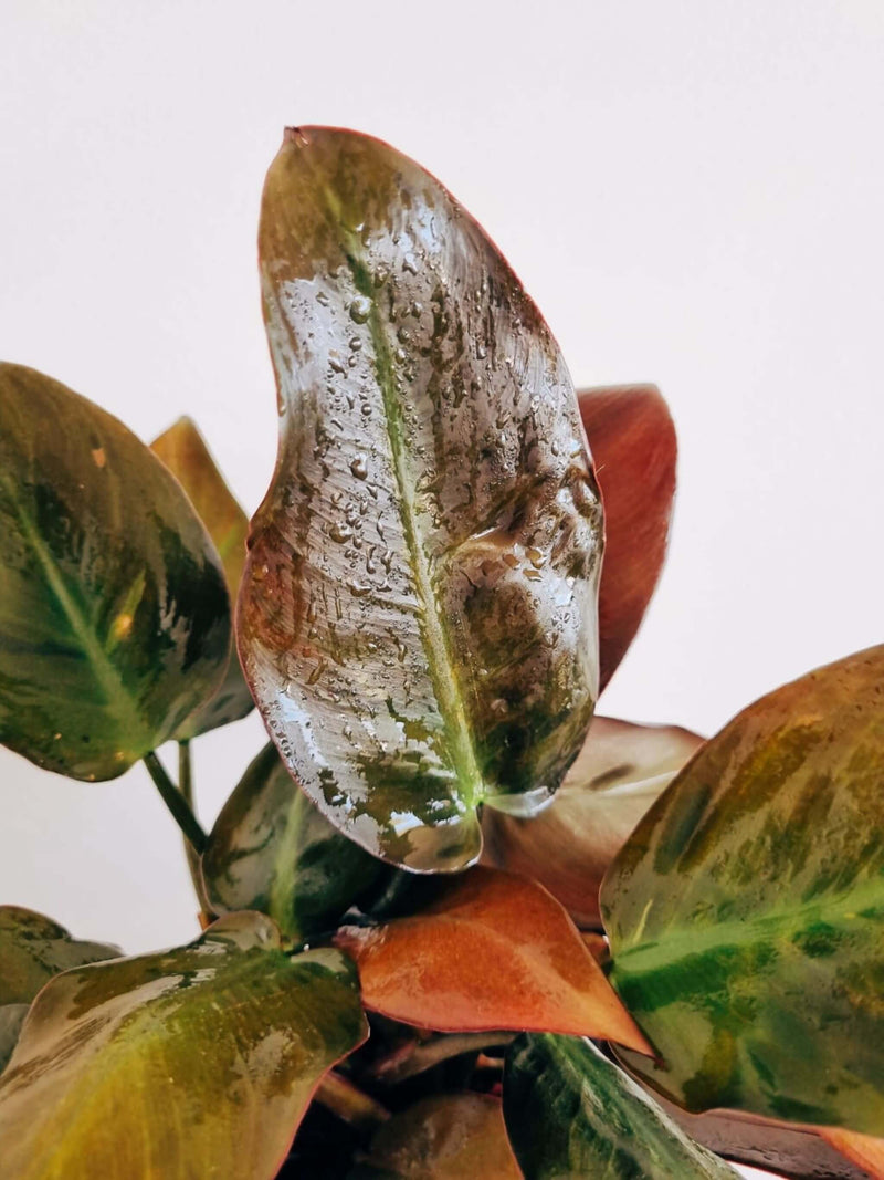 Hojas Filodendro Black Cardinal