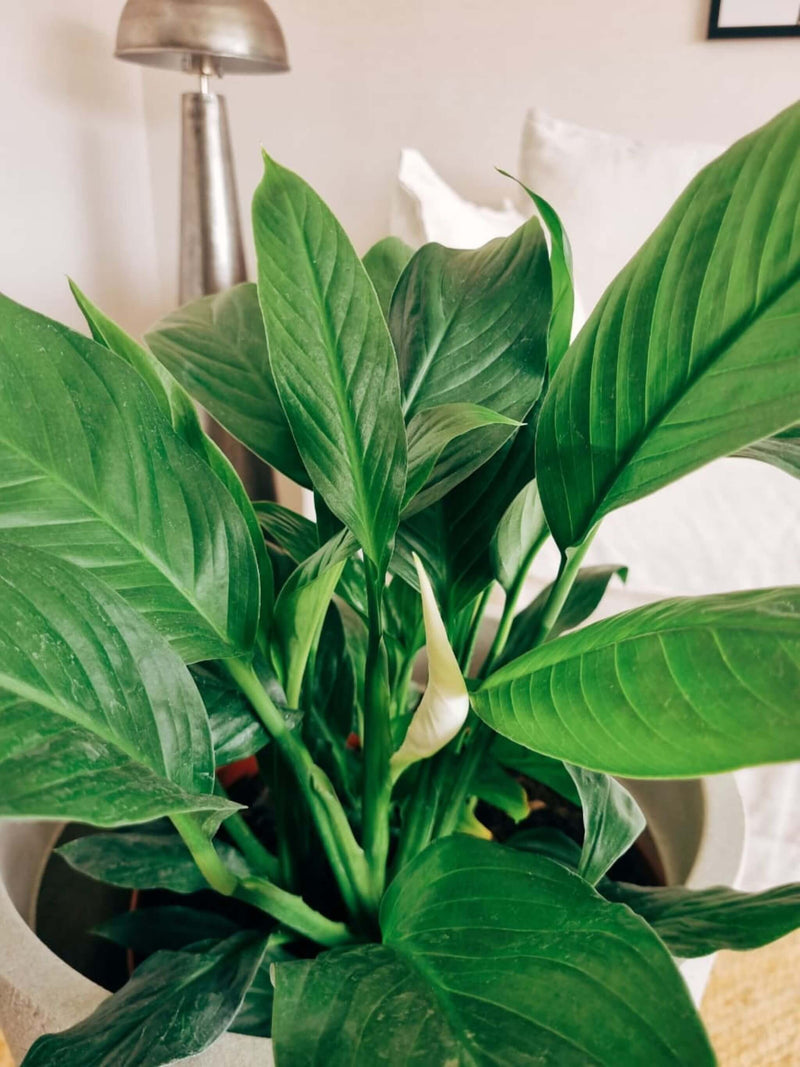 Lirio de la Paz XXL (Spathiphyllum)