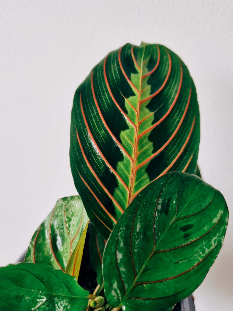 Hojas Maranta Leuconera