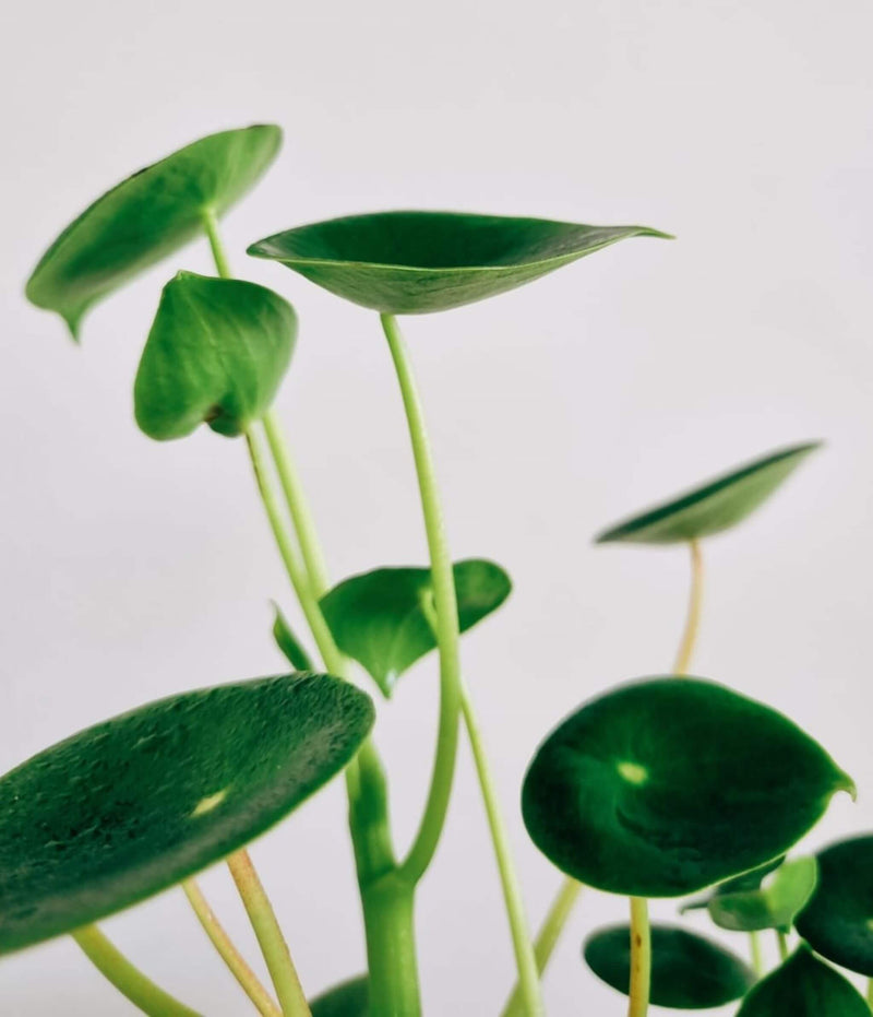 Hojas Pepermoria Cucharita