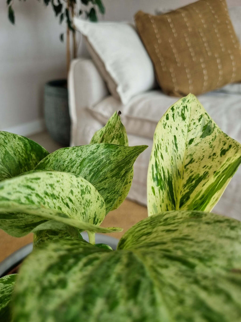Pothus Marble Queen (Scindapsus)