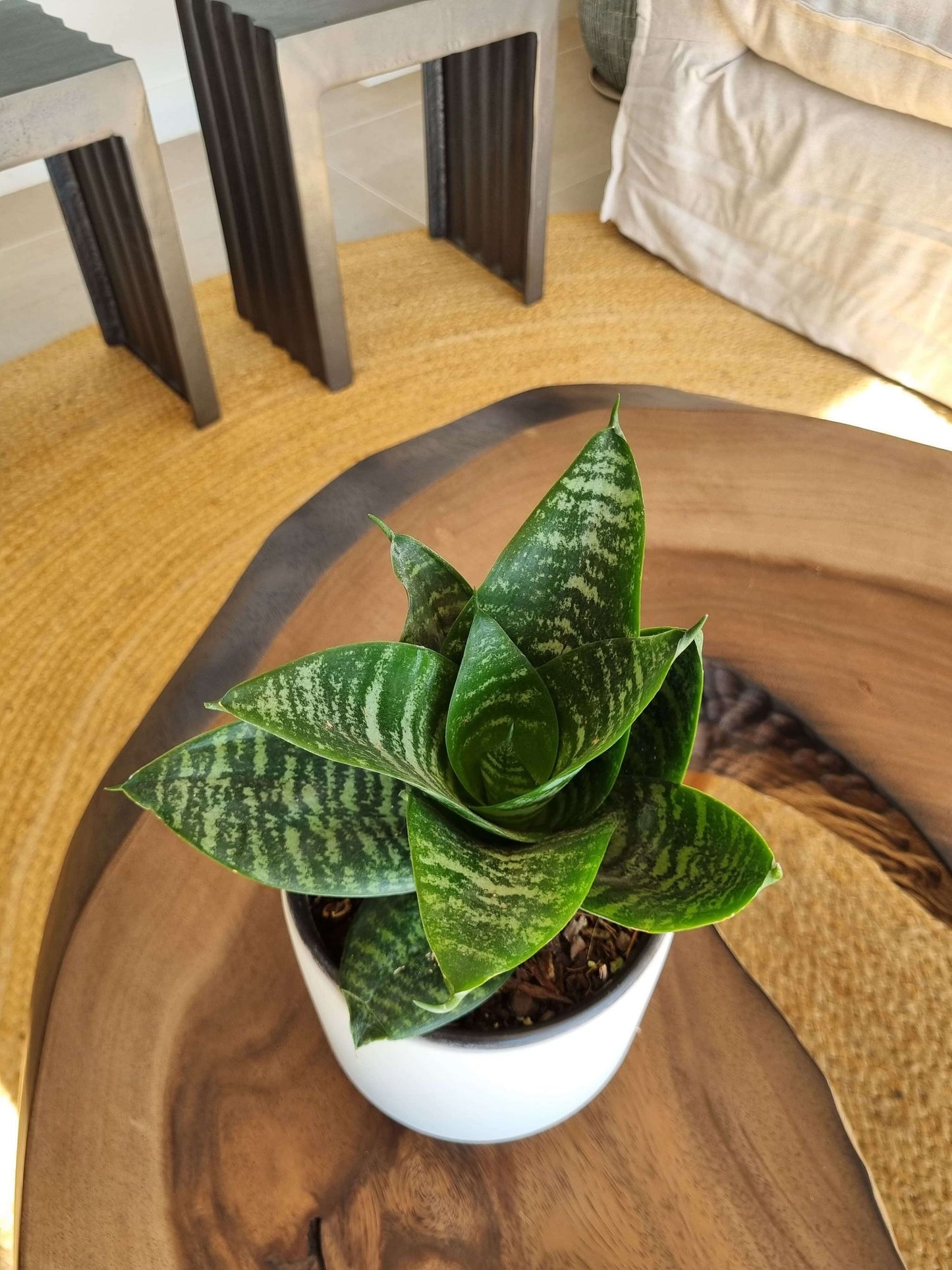 Sansevieria Green Star + Macetero Pipa - Elige tu Color