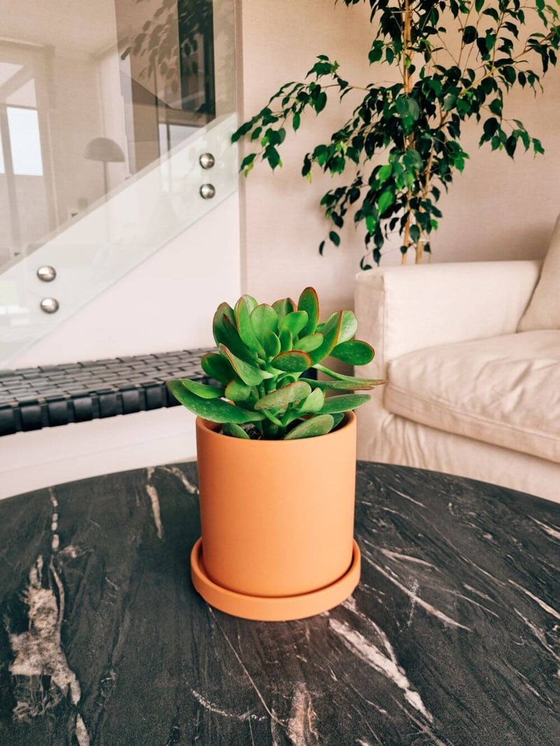 Árbol de Jade S + Macetero Nordico - Elige tu color