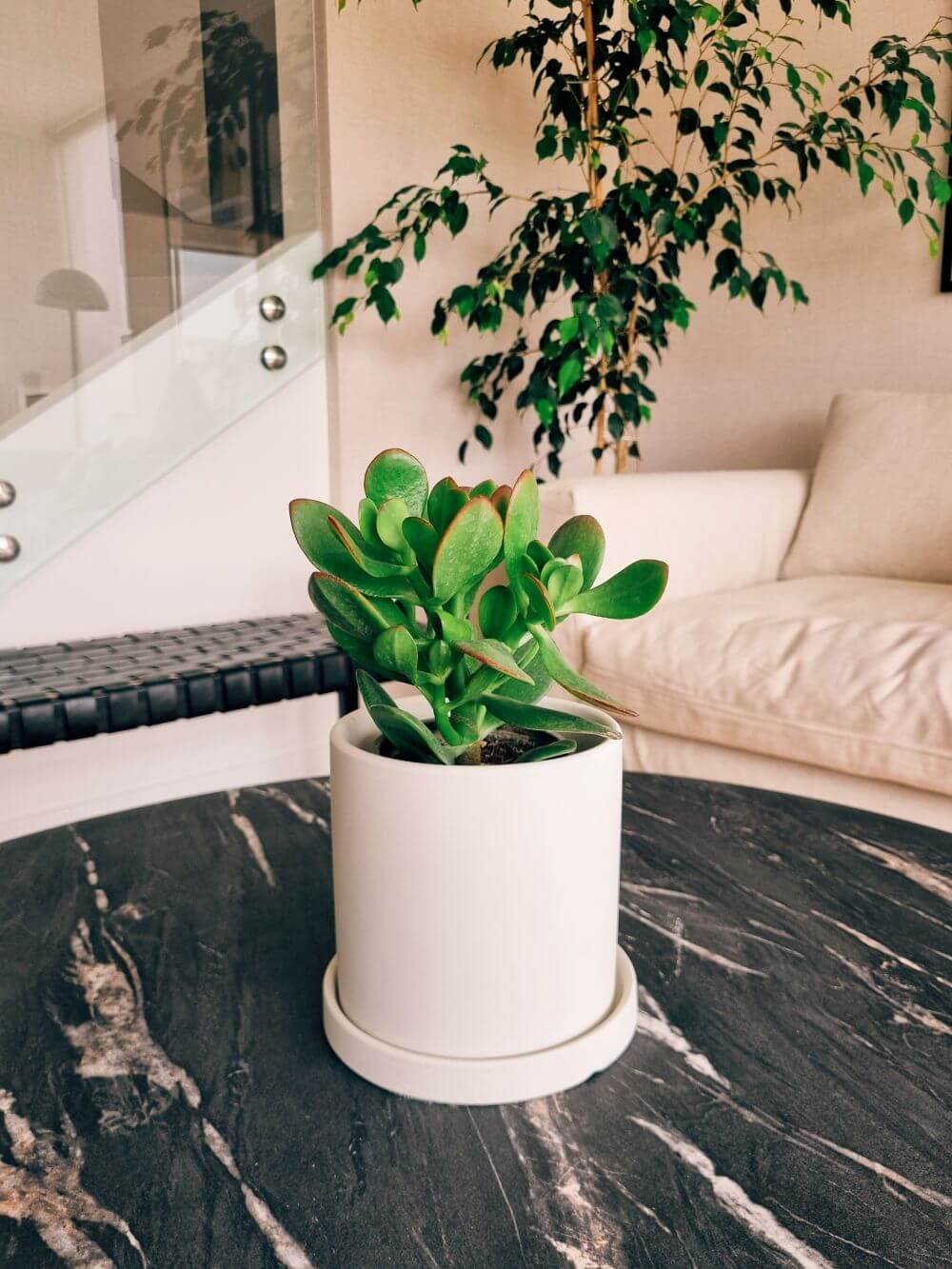 Árbol de Jade (Crassula Ovata) + Macetero Nordico - Elige tu color