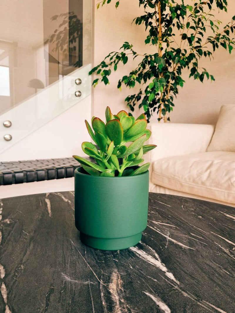 ✨ Pack Doble Abundancia - Arbol de Jade en macetero Pipa Verde y Gris