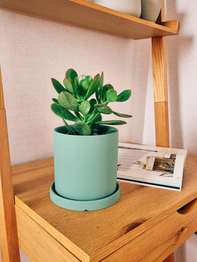 Árbol de Jade S + Macetero Nordico - Elige tu color