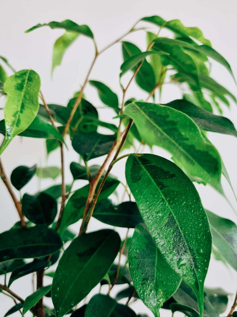 Hojas Ficus Anastasia