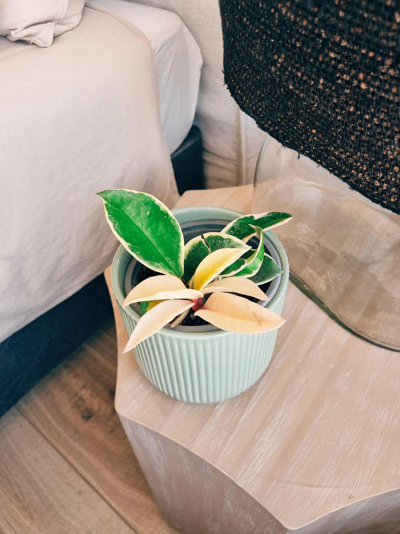 Hoya Krimson Queen (Clepia) - Garden Room