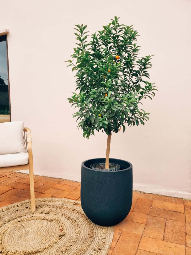 Kumquat XXL + Macetero Bruma - Elige tu color