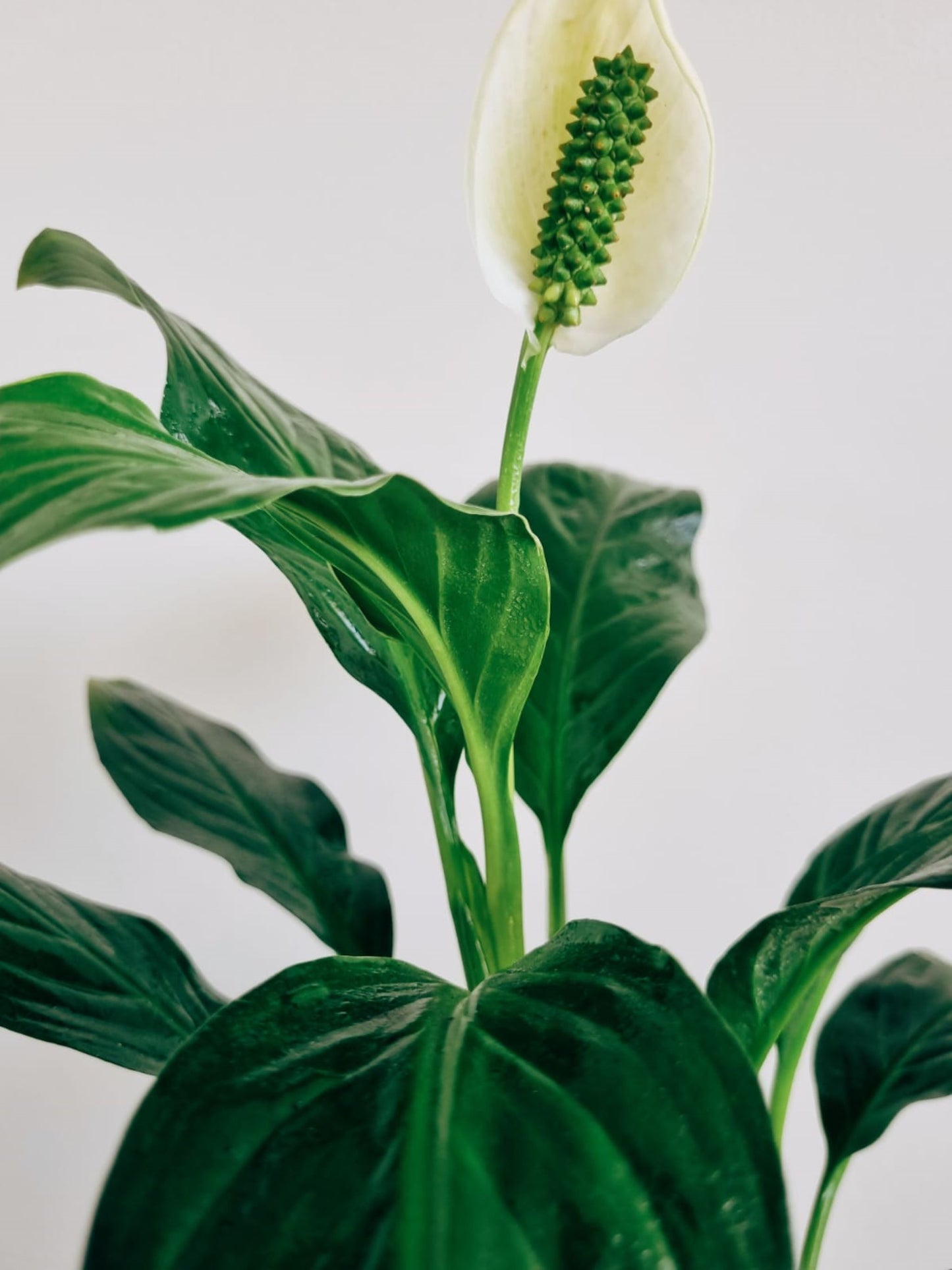 Lirio de la Paz (Spathiphyllum) - Garden Room