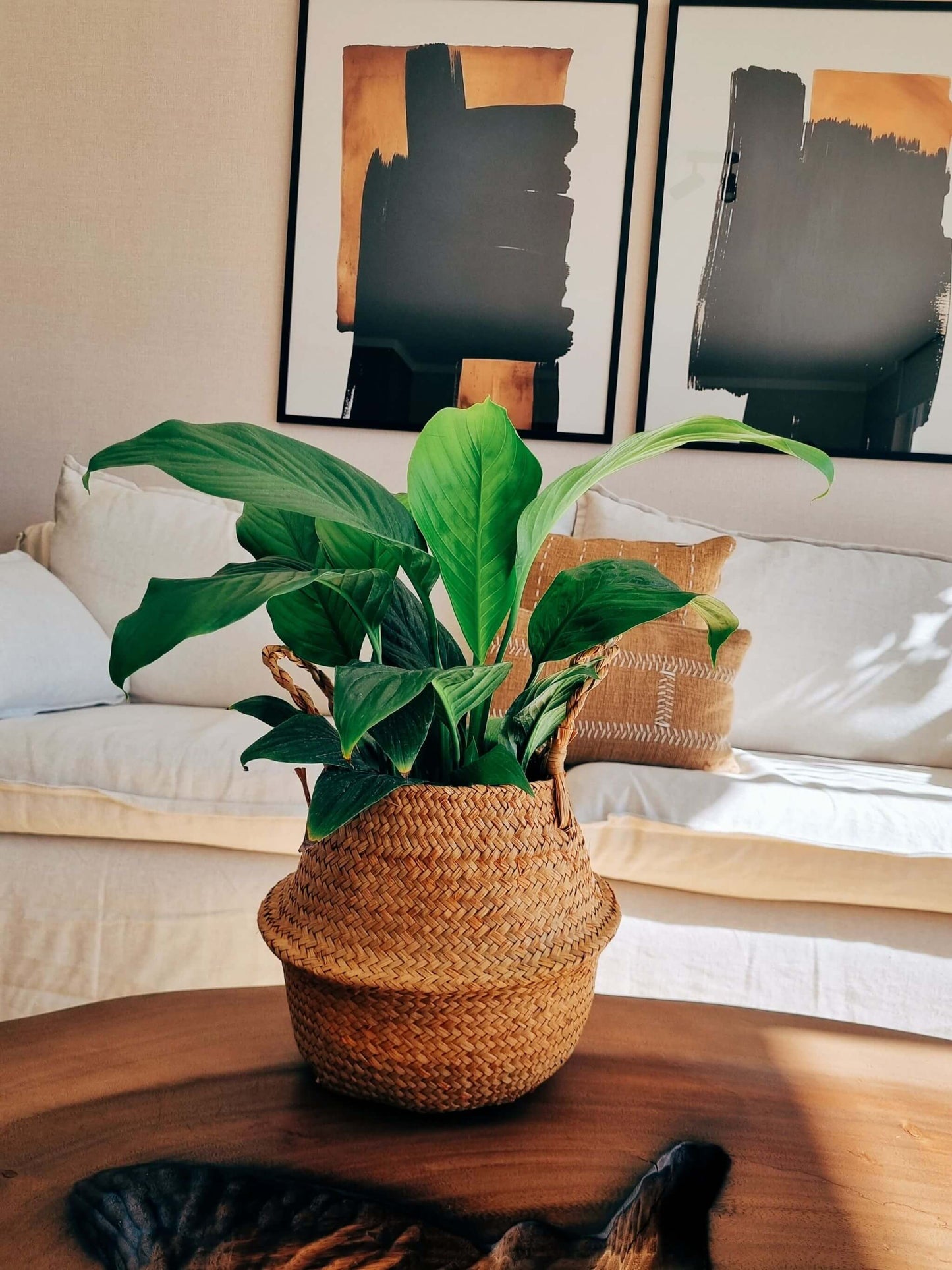 ⛅ Pack Poca Luz - Chamaedorea + Lirio de la Paz ambos en Canasto Isa