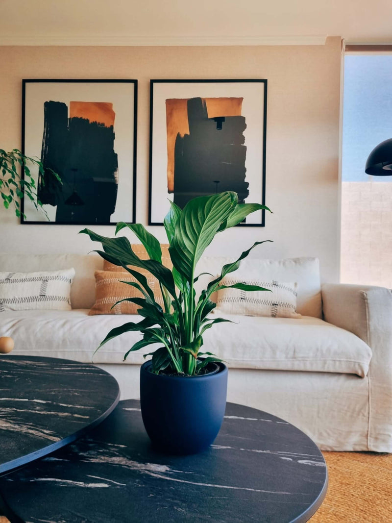 Lirio de la Paz + Macetero Bowl - Elige tu color