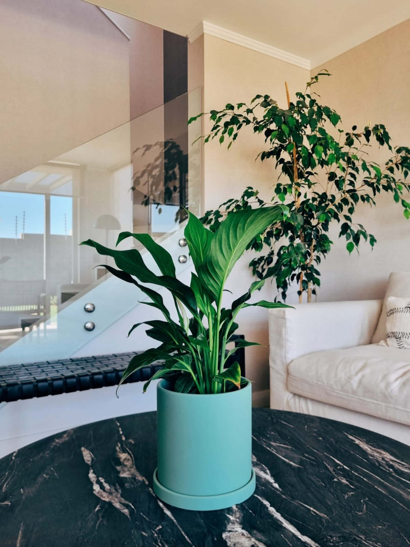 Lirio de la Paz + Macetero Nórdico - Elige tu color