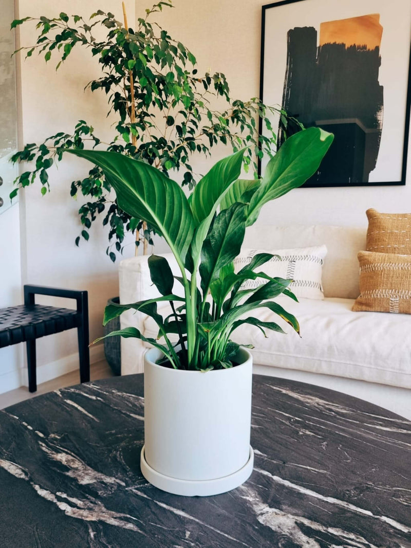 Lirio de la Paz + Macetero Nórdico - Elige tu color