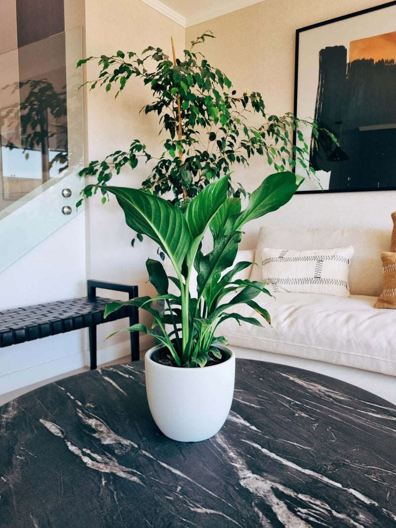 Macetero Bowl Blanco M