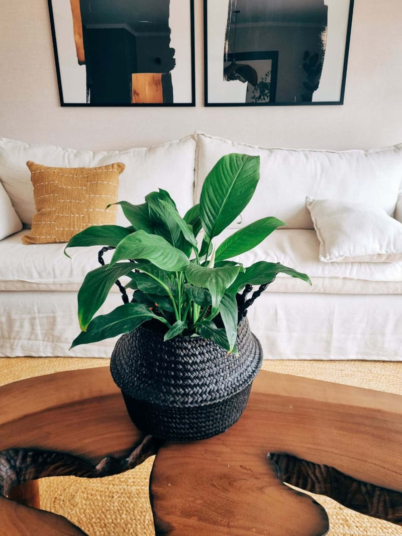 Lirio de la Paz XXL (Spathiphyllum) + Canasto - Elige el que más te guste